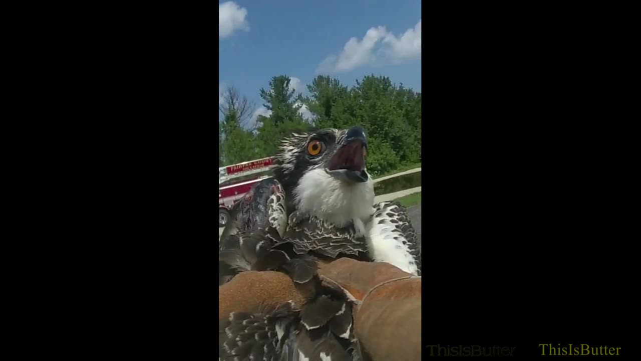 Fairfax release body cam of a Osprey being rescued by firefighters after being tangle from a treetop