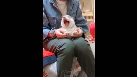 💗Cute And Funny Pets | Try Not To Laugh At These Pets Compilation 💗