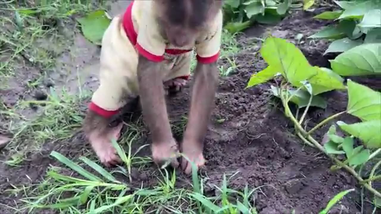 CUTIS drives super car to harvest sweet potatoes! buy new big bed