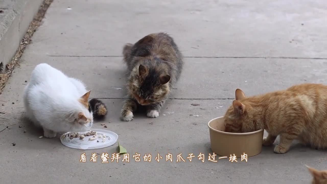 Cooking with stray cats makes people angry and funny