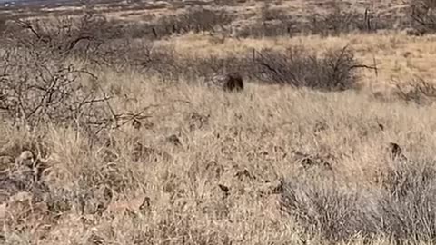 Archery Pig hunting Javelina in Arizona // Killshot Hunting