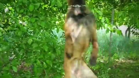 A Dog hanging from a tree, trying to remove his toy