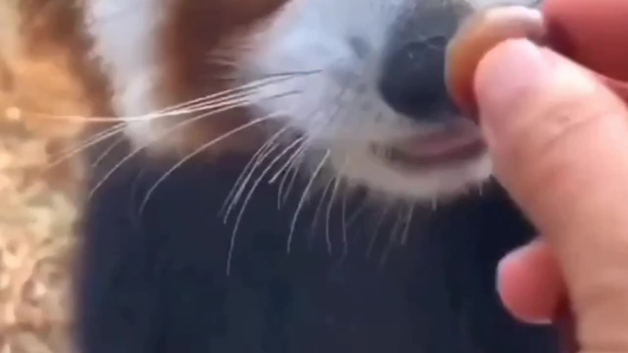 How panda is eating grapes