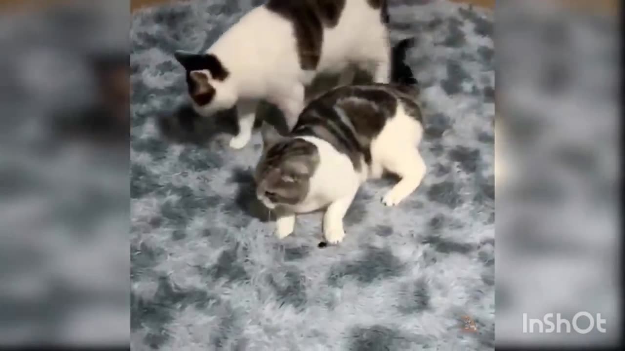 Cat Play On Bed