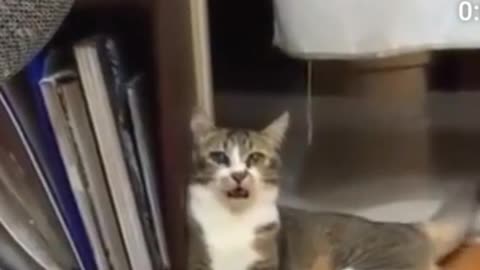 Cat funny video