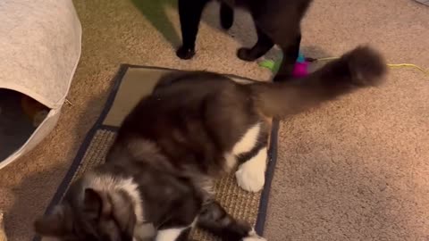 Loki vs Teddy❤️🐾 •love my boys🖤♾️🖤