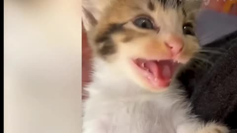 Funny animals compilation 2