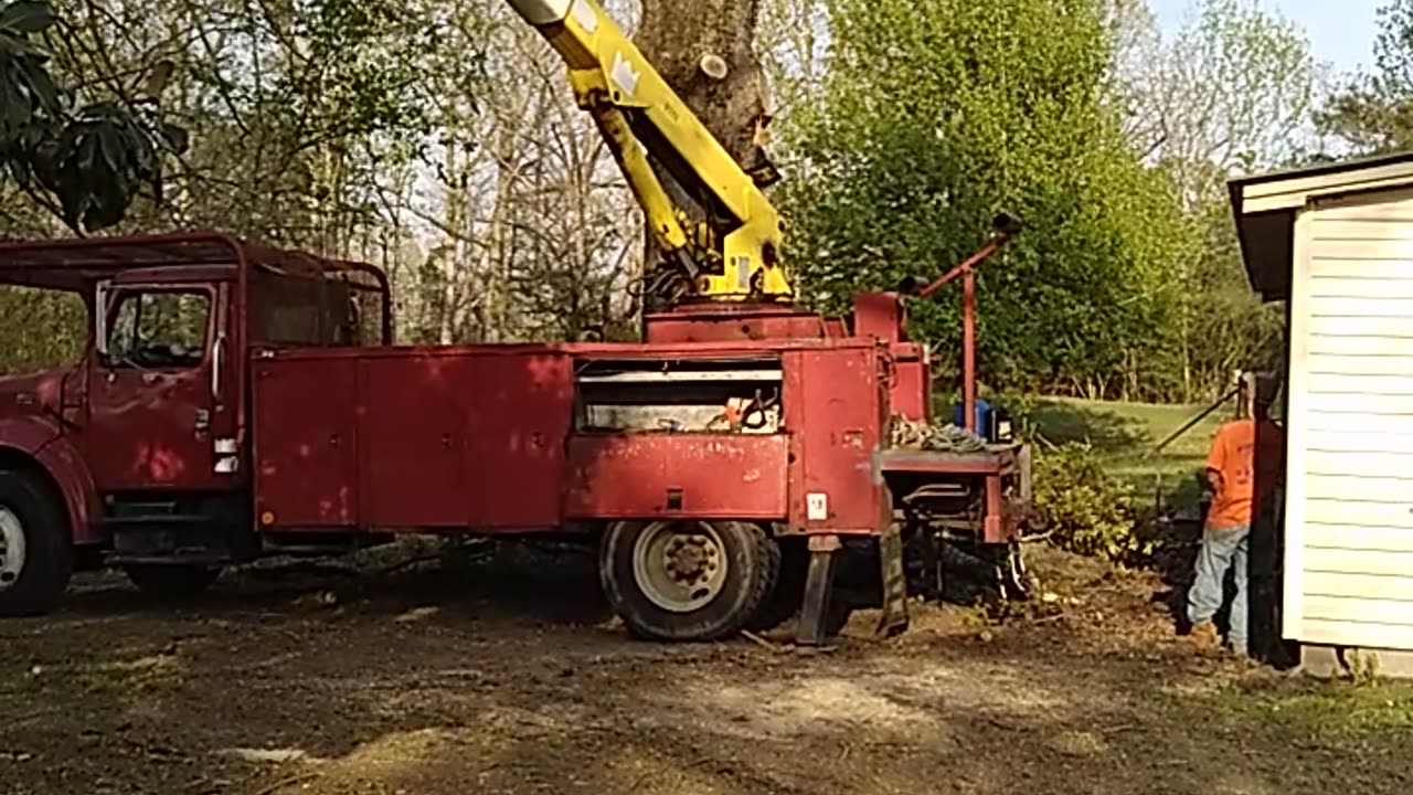 Oak tree removal