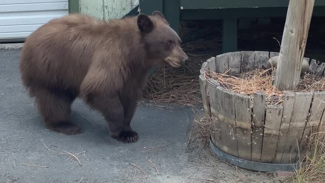 Bear Scared Down Stairs by Dogs