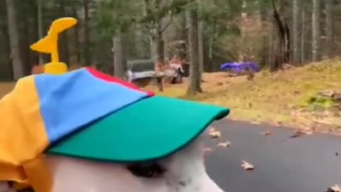Funny Dog video