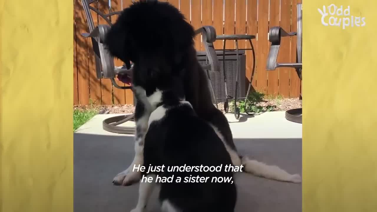 Giant Dog's Emotional Support Animal Is A Cat _ The Dodo