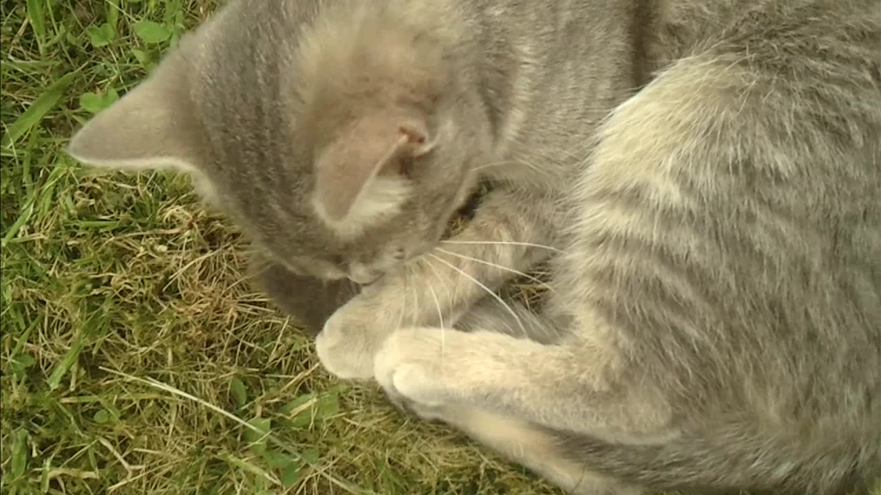 Cat licks its tail and sneaks away