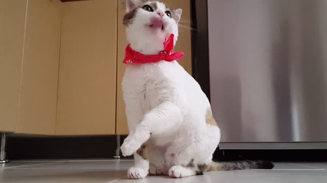 Funny Cats and Kittens