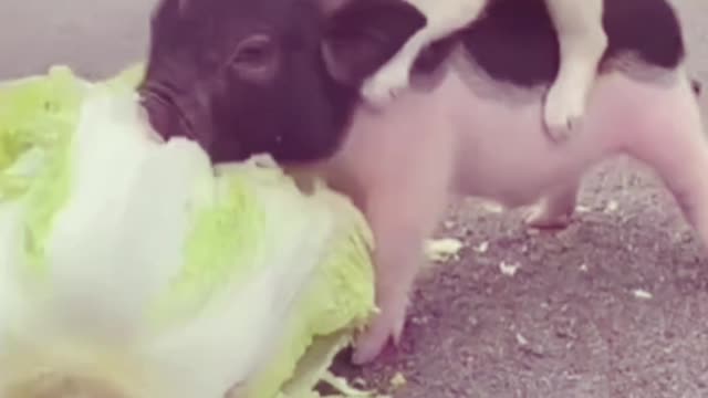 Cute pig and dog