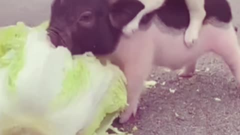 Cute pig and dog