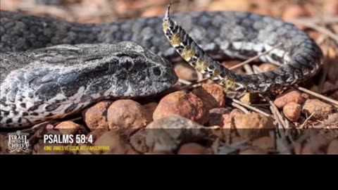 THEY ARE LIKE THE DEAF ADDER THAT STOP THEIR EARS