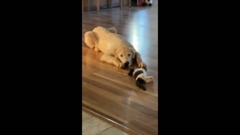 Gentle giant wants to play with kitten