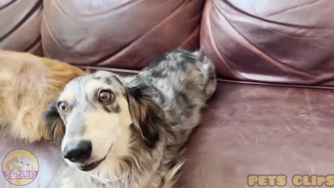 PETS CLIPS
