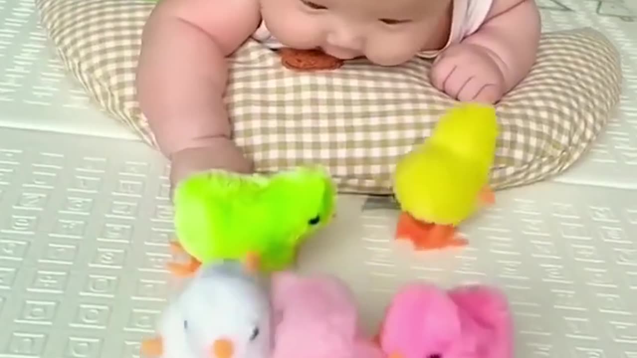 🐥🐥🐥🐥🐥
