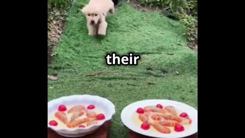 This outdoor puppy picnic is TOO cute!dogs eating time!