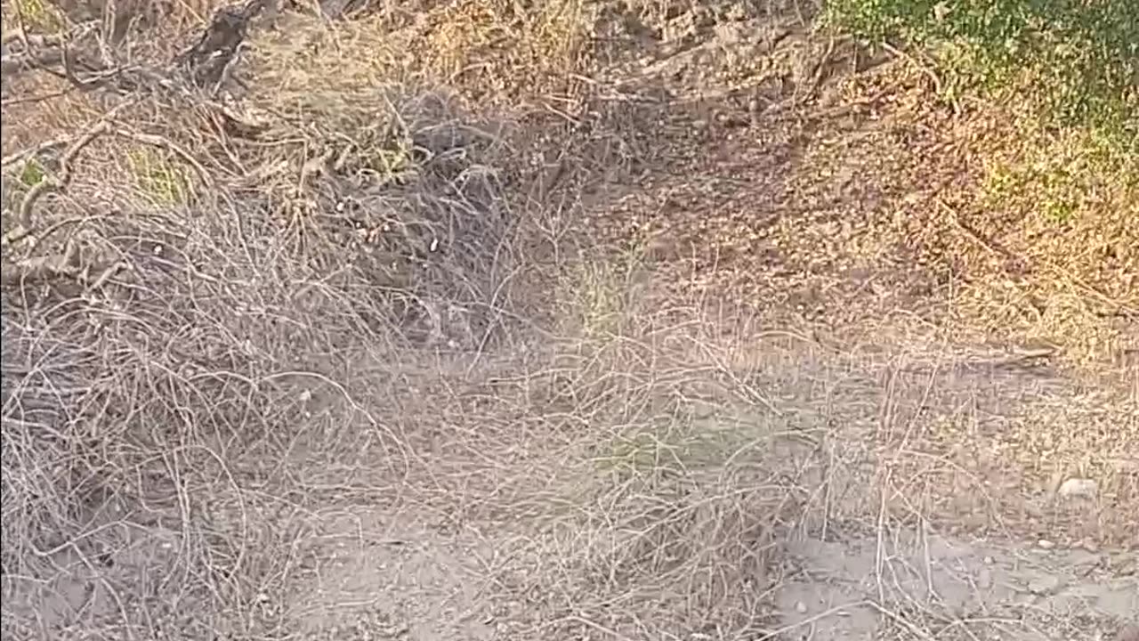 Man Yells At Mountain Lion To Go Home