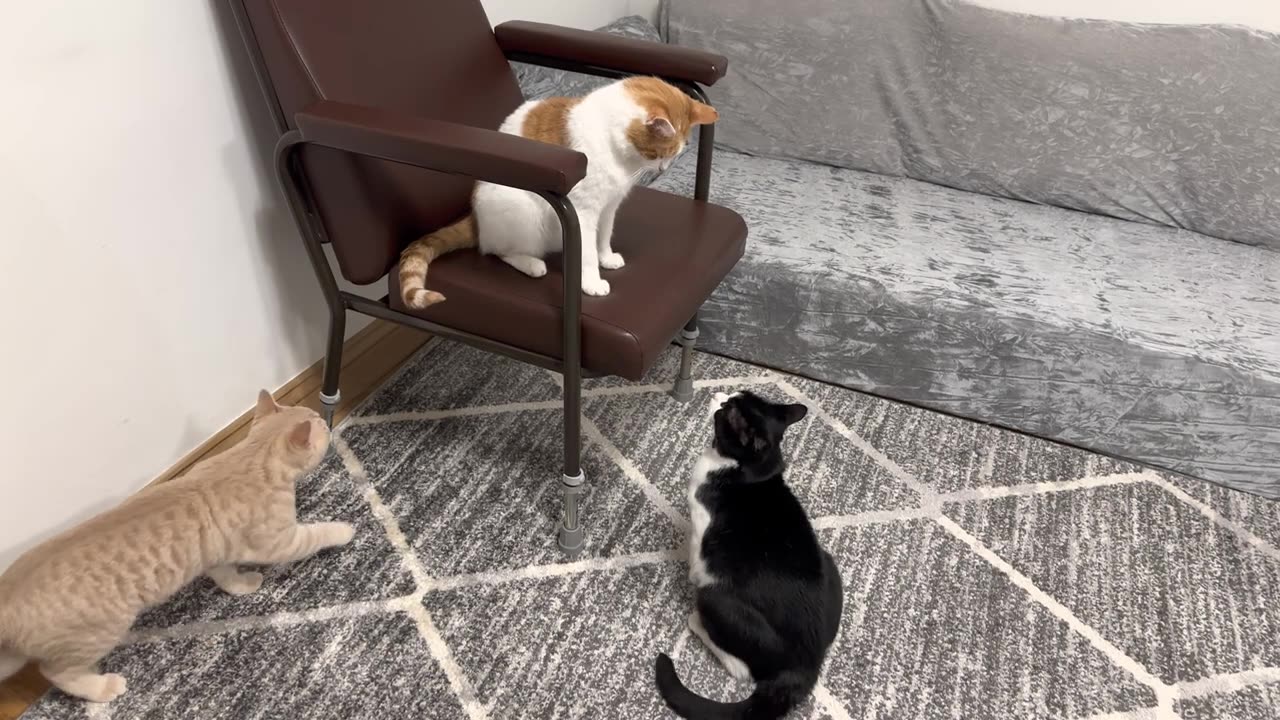 Cat Fight