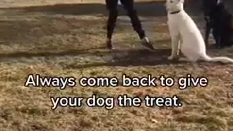 Dog training tips#dog