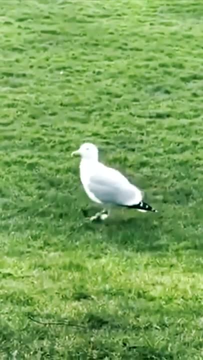 The bird is dancing to the music