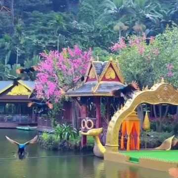 Pet Cats Beautiful Bird And Animal 4K HD Adorable Photography By Nature.