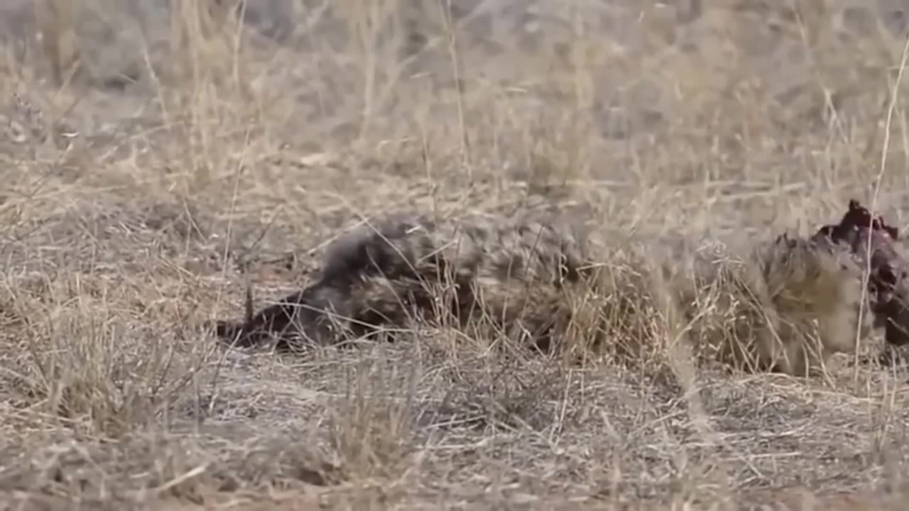 Fatal Confrontation: Massive Python Takes Down Leopard in Fierce Battle!"