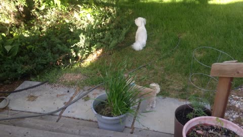 The Zoe dog