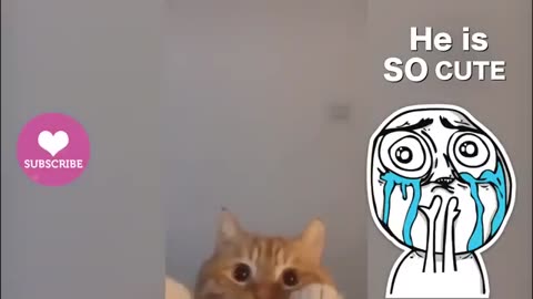 Funny cat speaking