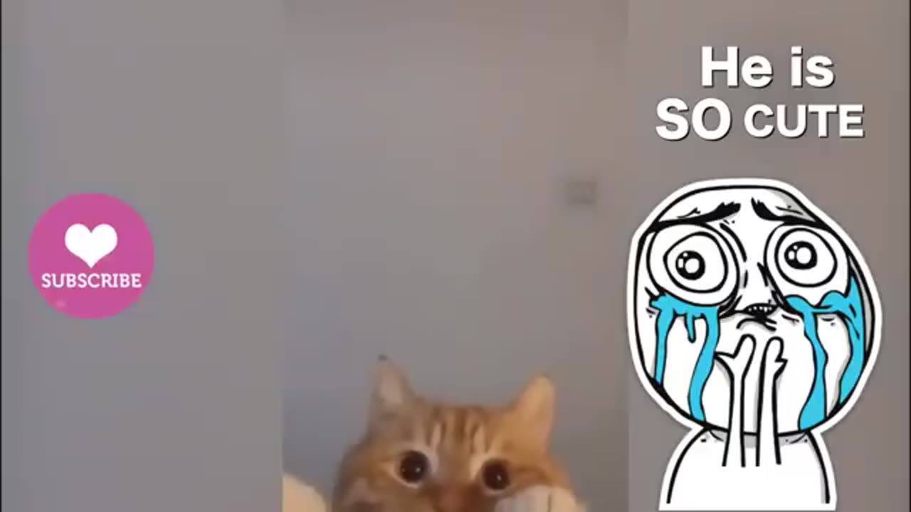 Funny cat speaking