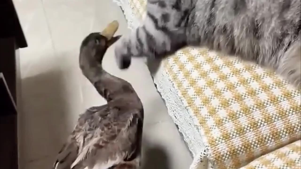 Funny Cat Vs Duck🤣🤣🤣🤣🤣