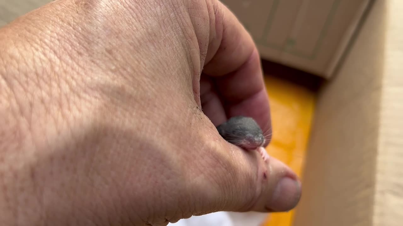 May 6, 2023 - Update on the Baby Squirrel I Found in My Garage