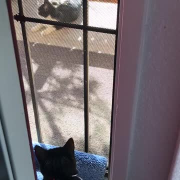 During Lockdown A Cat Visitor! “Mom Am I Looking In A Mirror?”