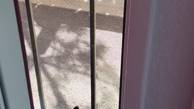 During Lockdown A Cat Visitor! “Mom Am I Looking In A Mirror?”