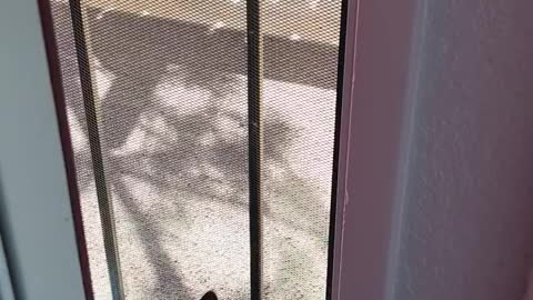 During Lockdown A Cat Visitor! “Mom Am I Looking In A Mirror?”