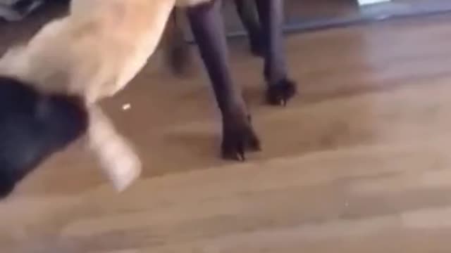 Cat and dog fight