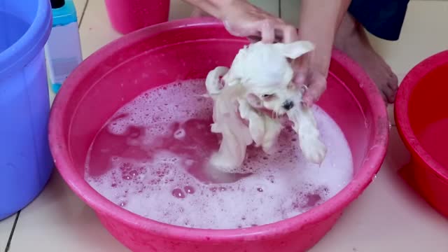 First Cute Pomeranian Puppy Bath Funny Dogs Puppies Min Puppy #6