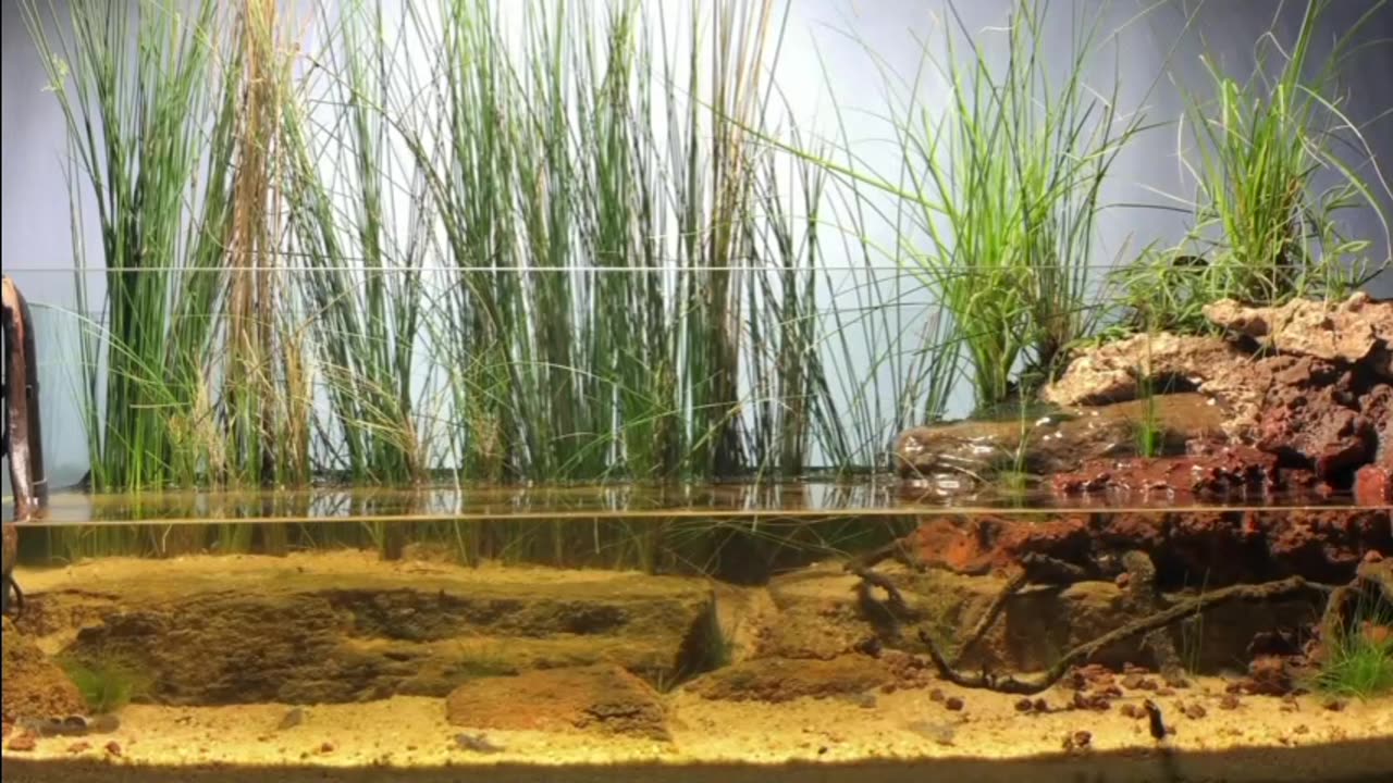 Biotope Aquarium. Coward Springs Lake Ayre Basin South Australia