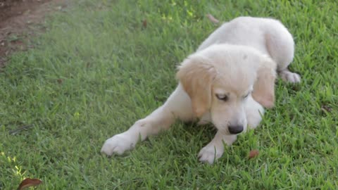 Really Cute and Funny Dog