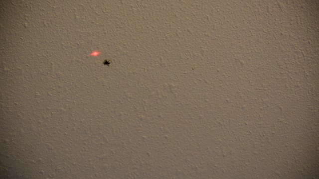 Spider Chasing Laser Pointer