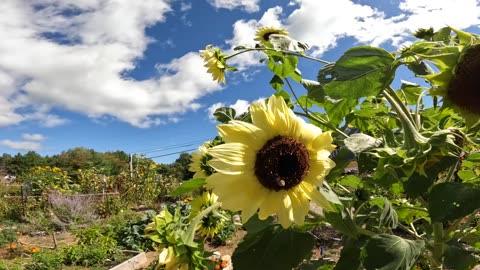 Sunflowers