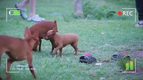 Dogs react sleeping running/fanny video animals