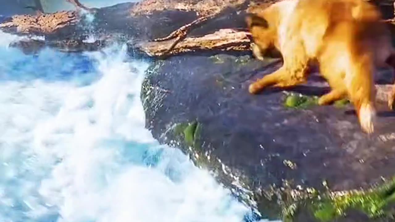 The great dog