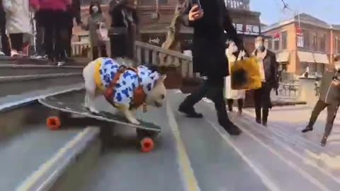 Funny video dog