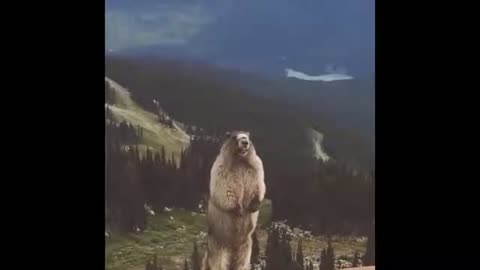 Funny animal screaming meme!!