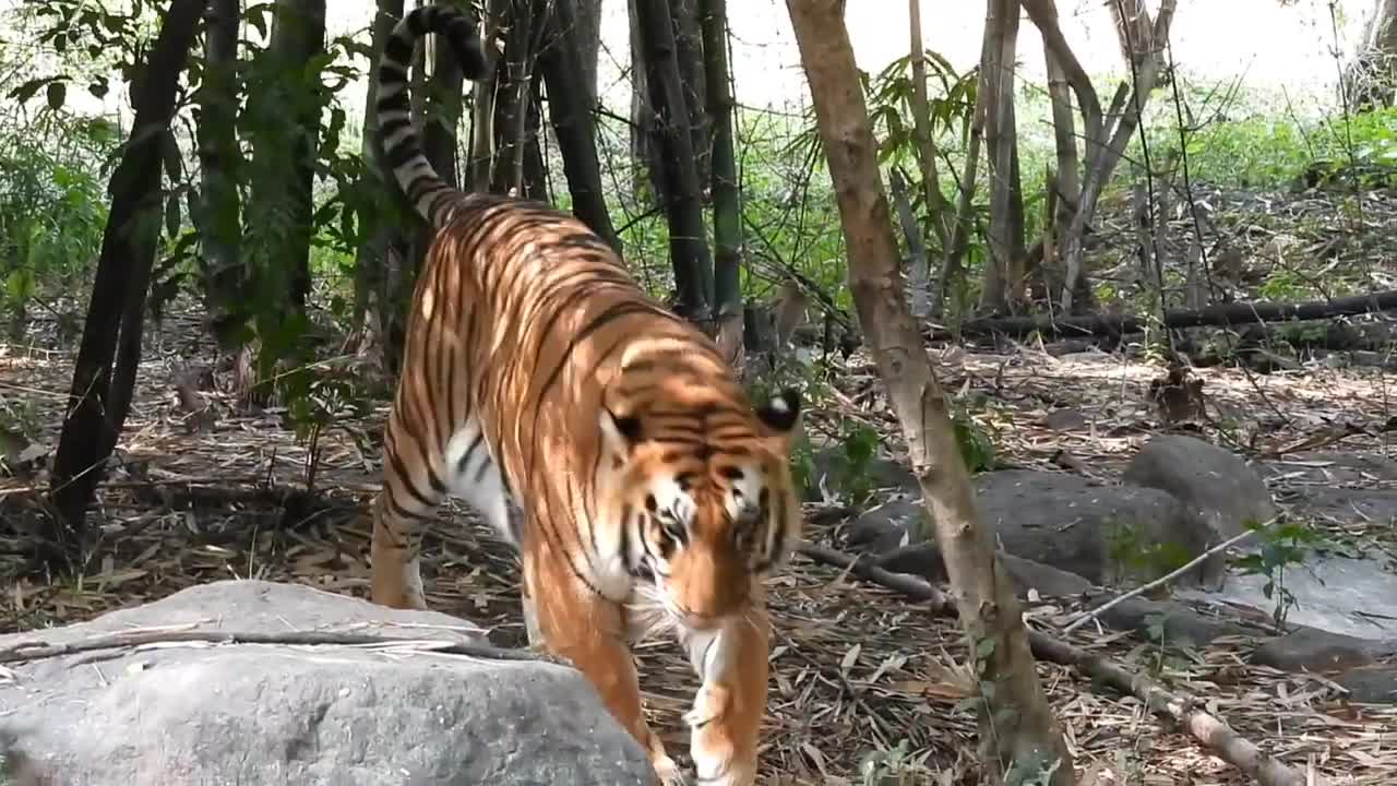 Bengal Tiger 🐯 drinking water in Pune_ #nikonp950 #wildlife #tigers #tiger