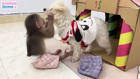 Dog stealing monkey 's cloth.